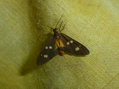 Dysauxes famula