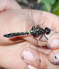 Leucorrhinia proxima