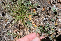 Acmispon decumbens
