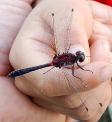Leucorrhinia proxima