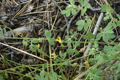 Acmispon decumbens