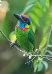 Psilopogon rafflesii