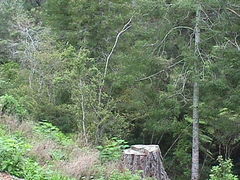 Phyllocladus trichomanoides