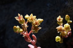 Sedum obtusatum