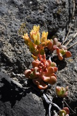 Sedum obtusatum