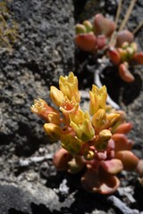 Sedum obtusatum