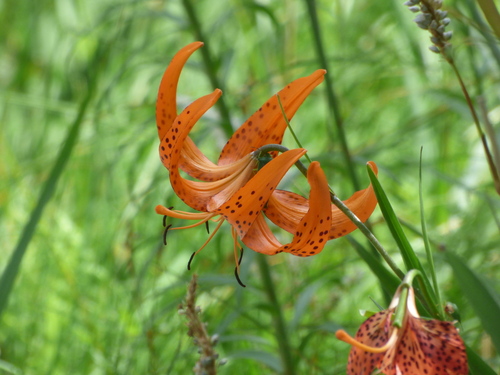 Lilium leichtlinii, photograph 5