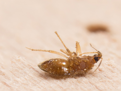 Anthocoridae