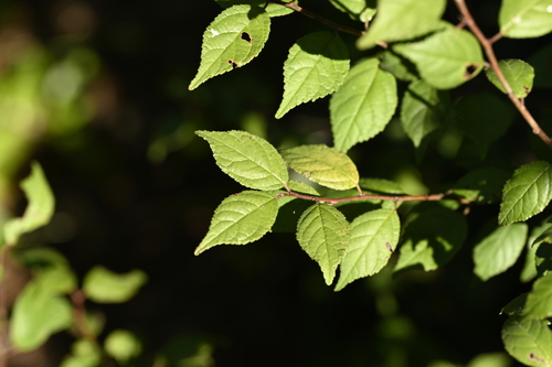 Prunus japonica