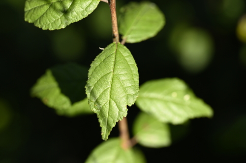 Image of Prunus japonica by (c) 曾昱承 Yu-Cheng Zeng, some rights reserved (CC BY)