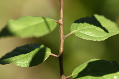 曾昱承 Yu-Cheng Zeng, CC BY, iNaturalist via GBIF Prunus japonica, photograph 曾昱承 Yu-Cheng Zeng, CC BY, iNaturalist via GBIF