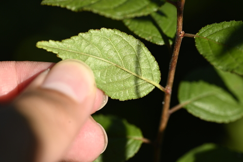 Prunus japonica, photograph 3