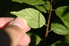 曾昱承 Yu-Cheng Zeng, CC BY, iNaturalist via GBIF Prunus japonica, photograph 曾昱承 Yu-Cheng Zeng, CC BY, iNaturalist via GBIF