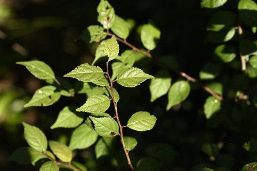 Prunus japonica, photograph 4