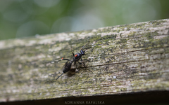Nippocryptus vittatorius