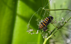 Abraxas grossulariata