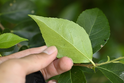 Image of Xylosma congesta by (c) 曾昱承 Yu-Cheng Zeng, some rights reserved (CC BY)