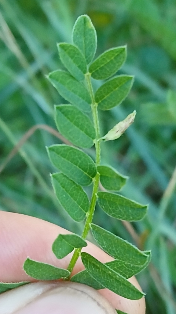 Bremiola onobrychidis