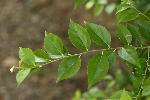 Image of Xylosma congesta by (c) 曾昱承 Yu-Cheng Zeng, some rights reserved (CC BY)