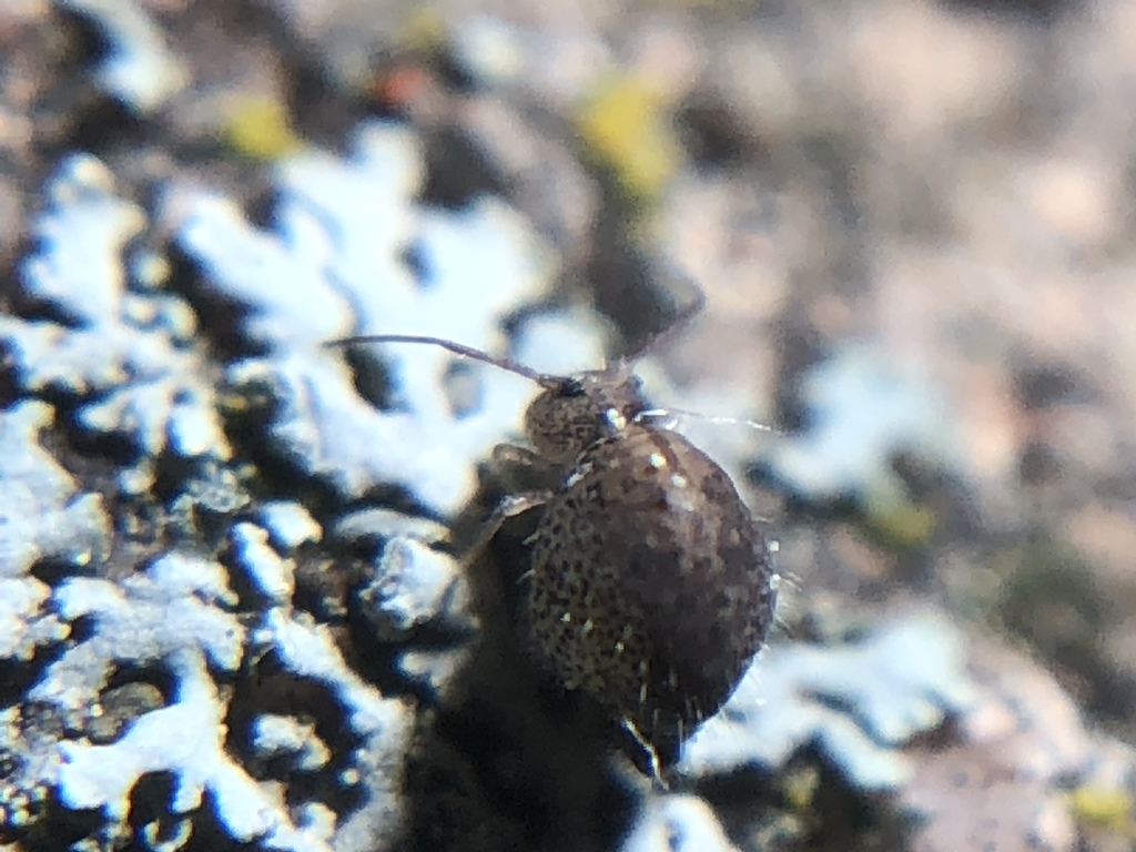 Sminthurus butcheri