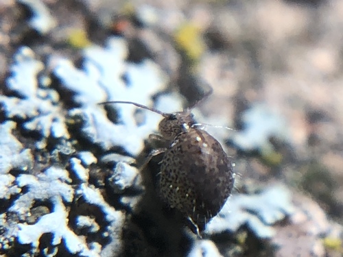 Sminthurus butcheri