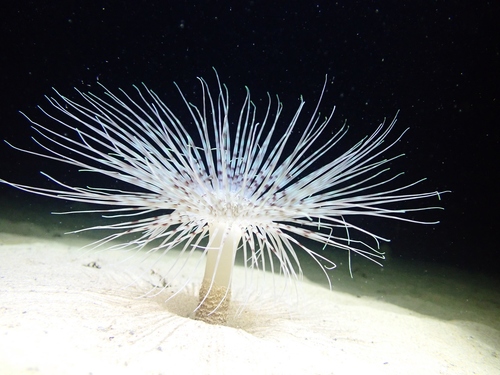 Pachycerianthus solitarius