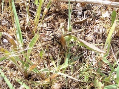 Dasypogon
