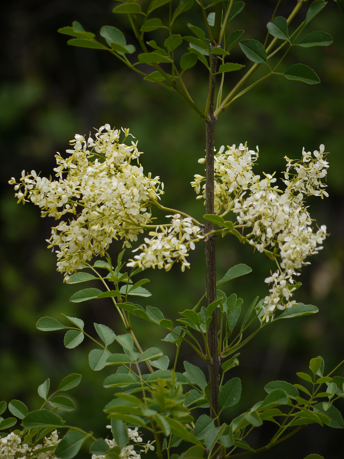 Fraxinus dipetala