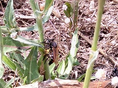 Dasypogon