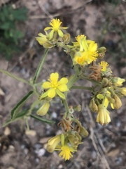 Triumfetta welwitschii