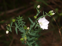 Linum monogynum