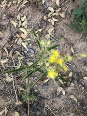 Triumfetta welwitschii