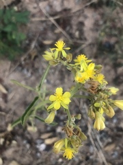 Triumfetta welwitschii