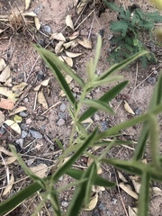 Triumfetta welwitschii