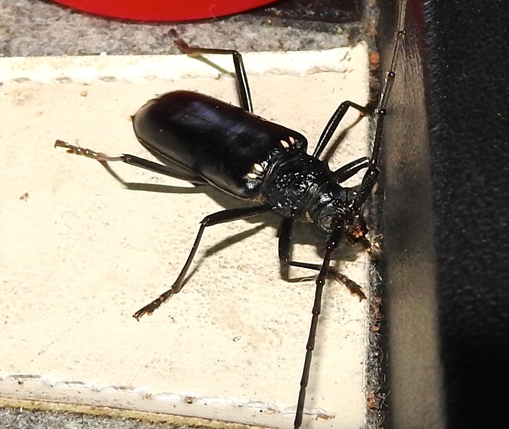Susuacanga ulkei