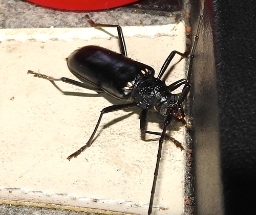 Susuacanga ulkei