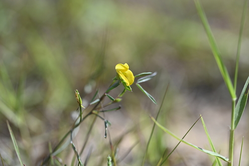 Image of Zornia gibbosa by (c) 曾昱承 Yu-Cheng Zeng, some rights reserved (CC BY)