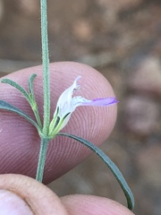 Justicia divaricata