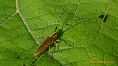 Agapanthia dahli