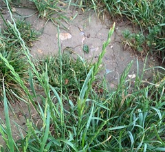 Lolium perenne perenne