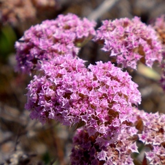 Chorizanthe douglasii