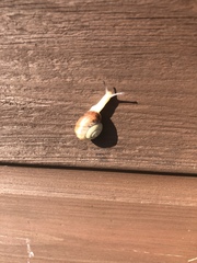 Gastropoda