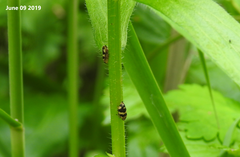 Mesoptyelus nigrifrons