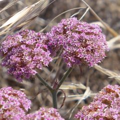 Chorizanthe douglasii