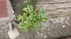 Crossostephium chinense