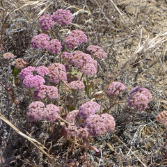 Chorizanthe douglasii