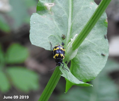 Gallerucida bifasciata