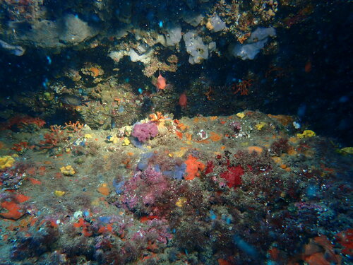 Mediterranean Damselfish