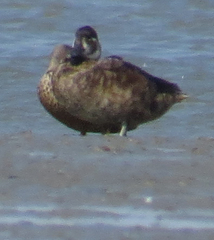 Netta erythrophthalma