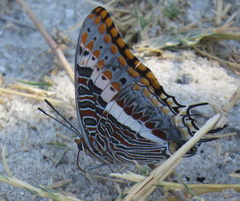 Charaxes saturnus saturnus